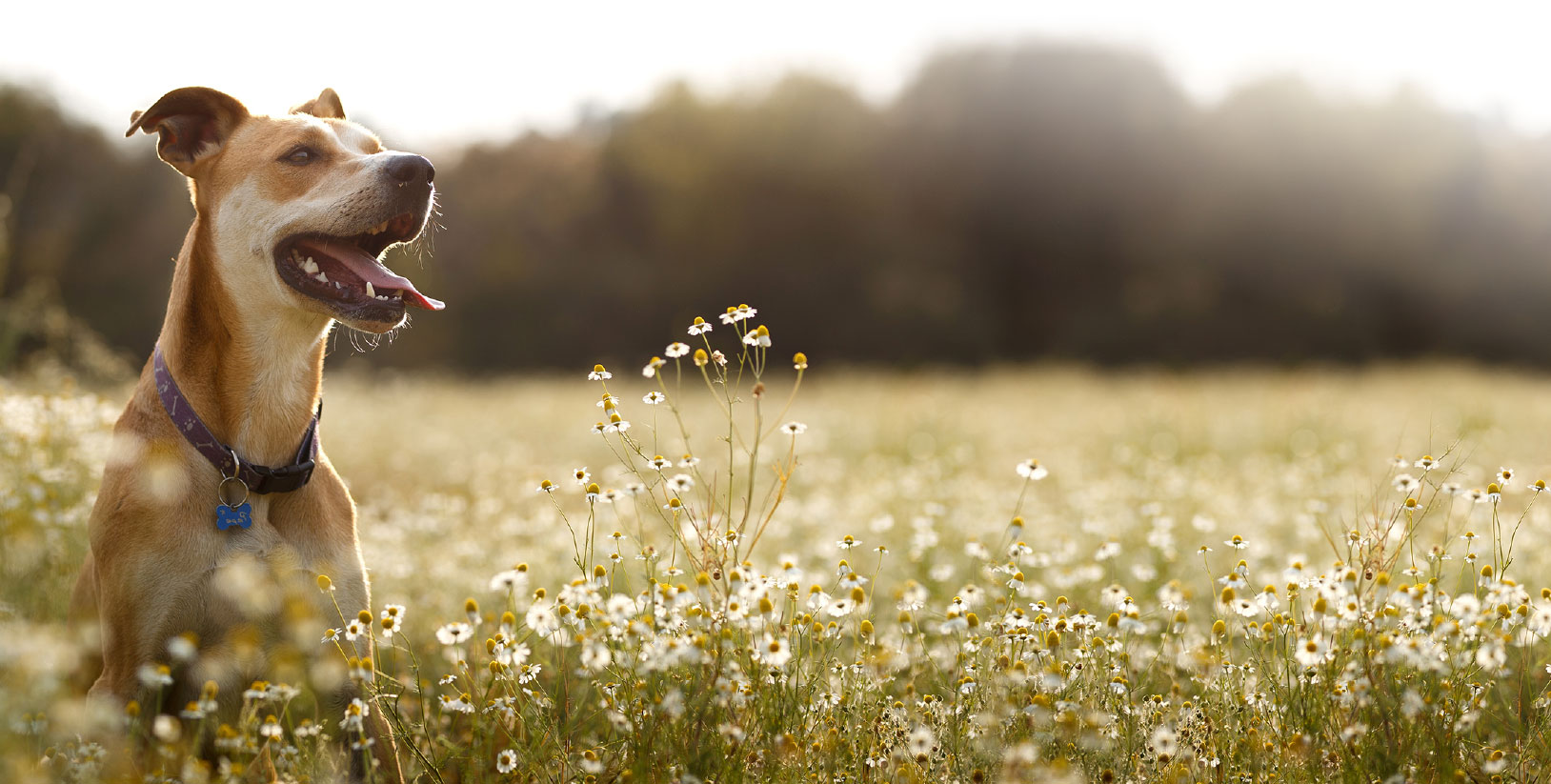 Dog in meadow